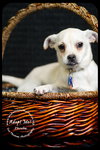 Phoebe-Puppy