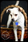 Phoebe-Puppy