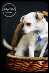 Phoebe-Puppy