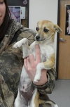 Buttons-Puppy