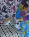 Buttons-Puppy