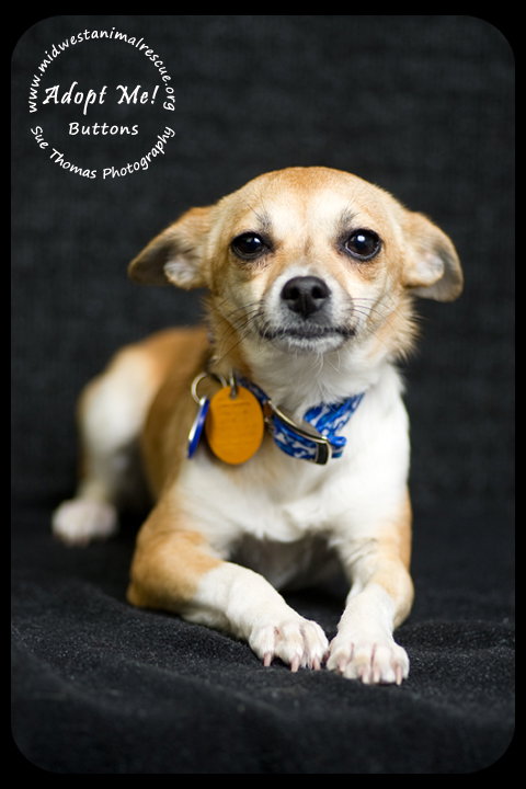 Buttons-Puppy