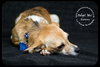 Buttons-Puppy