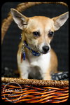 Buttons-Puppy