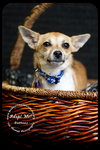Buttons-Puppy