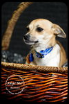 Buttons-Puppy
