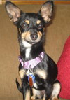 Josie
