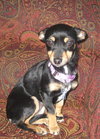 Josie