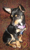 Josie