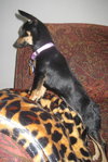 Josie