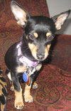 Josie