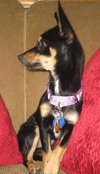 Josie