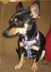 Josie