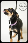Josie