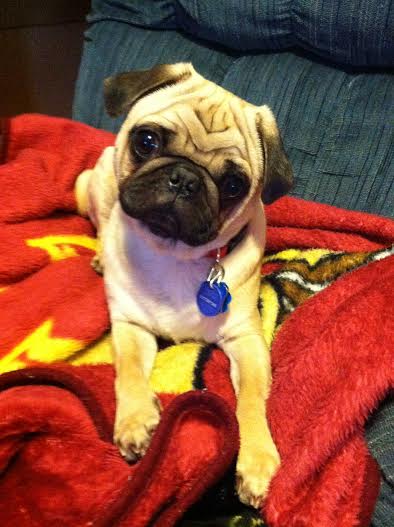Bosley
