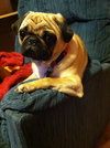 Bosley