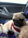 Bosley