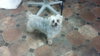 Lola Jean