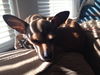 Bambi