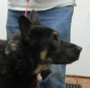 Keetu - Urgent Foster Needed!