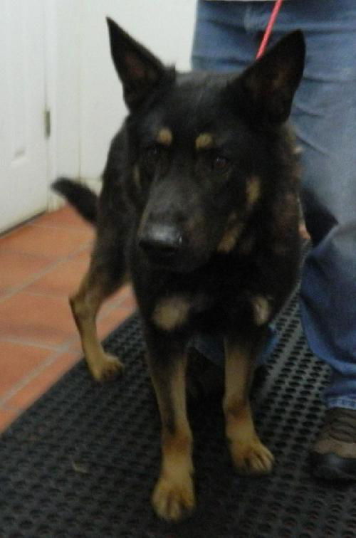 Keetu - Urgent Foster Needed!