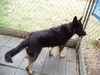 Keetu - Urgent Foster Needed!