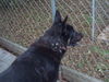 Keetu - Urgent Foster Needed!