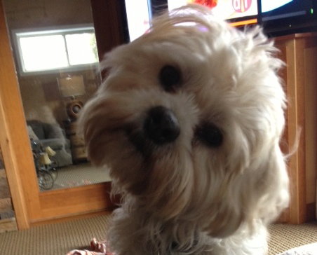 Benji