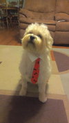 Benji