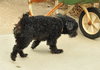 Sparky