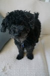 Sparky