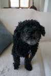 Sparky