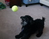 Sparky