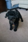 Sparky