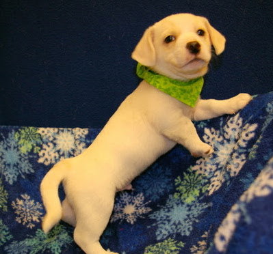 Romper Puppy