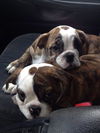 Beatrice-Medical dog read bio
