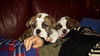 Beatrice-Medical dog read bio