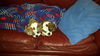 Beatrice-Medical dog read bio