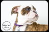Beatrice-Medical dog read bio