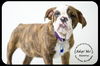 Beatrice-Medical dog read bio