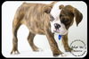 Beatrice-Medical dog read bio