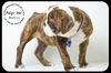 Beatrice-Medical dog read bio