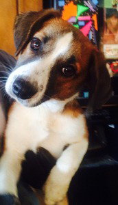 May-Puppy