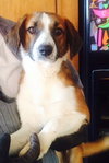 May-Puppy