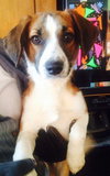 May-Puppy