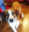 May-Puppy