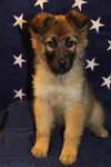 Sheena