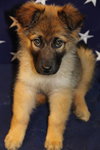 Sheena