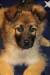 Sheena