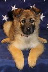 Sheena